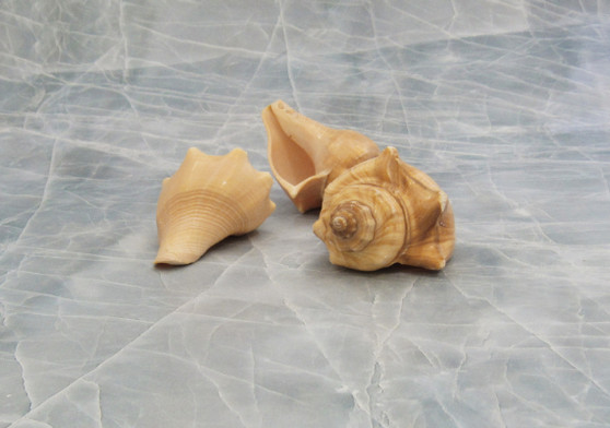 Vole Shells - Pugilina Cochlidium - (3 shells, approx. 2.5-3 inches). Brown and sand colored spiral shell with some small spikes. Copyright 2022 SeaShellSupply.com.

