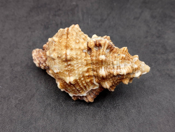 Frog Seashells Bursa Bubo (1 shell approx. 3.5+ inches) Perfect shells for any coastal themed arts and crafts! Brown striped spiral spiked shell. Copyright 2024 SeaShellSupply.com