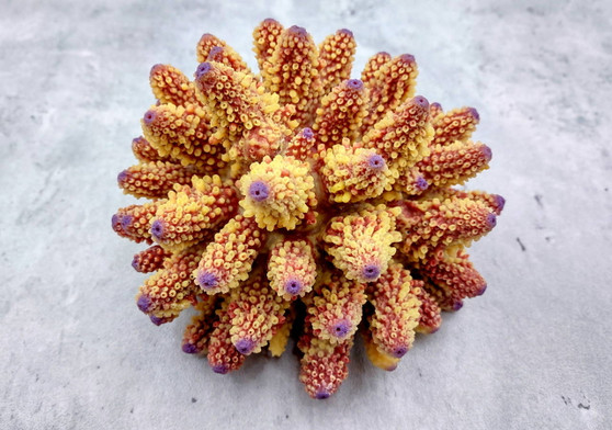 Rose and Yellow FAUX Finger Staghorn Coral - Acropora Humilis - (1 FAUX Coral approx. 5.5Wx3.5Tx5D inches) on light grey background. Copyright 2024 Seashellsupply.com
