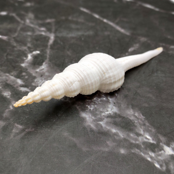 Large White Spindle Seashell Fusinus Colus (1 shell approx. 4.5+ inches) Big White Spindle Shell for coastal crafting & displays! Copyright 2026 SeaShellSupply.com.
