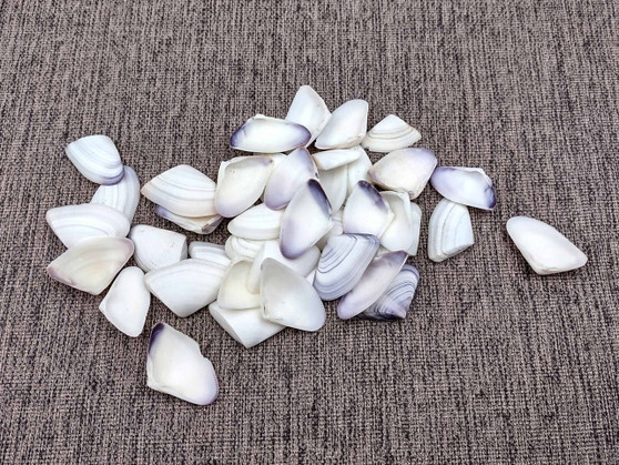 Blue White Coquina Shells Donax Variabilis (approx. 40+ shells 1+ inches) Great group of shells for coastal crafting and décor! Multi-sized pastel shell pieces. Copyright 2024 SeaShellSupply.com