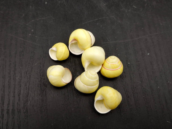 Yellow Banded Snail (7 shells approx. 0.75+ inches) Most adorable snail shell for any coastal collection or display! Pastel yellow and brown spiral stripped shell. Copyright 2025 SeaShellSupply.com.