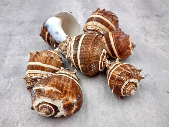 King Crown Conch Seashells Brown Striped Melongena Corona (2 shells ...