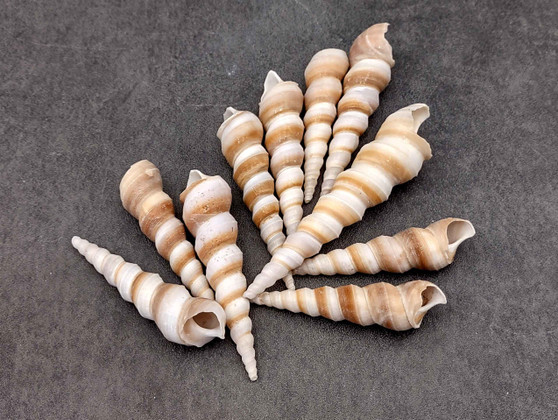 Purple Turitella Seashells Turitella Terebra (10 Shells approx. 2.5+ inches) Adorable shell for any coastal collection crafting & display! Tan and brown spiral shells. Copy right 2024 SeaShellSupply.com Purple Turitella Seashells Turitella Terebra (10 Shells approx. 2.5+ inches) Adorable shell for any coastal collection crafting & display! Tan and brown spiral shells. Copy right 2024 SeaShellSupply.com