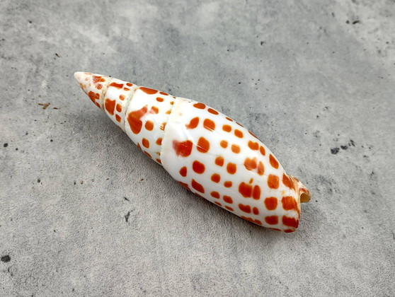 Polished Episcopal Miter Seashell Mitra Mitra (1 shell approx. 3.25+ inches) Perfect shells for coastal crafting and collections! Spiral orange and white spotted shell. Copy right 2024 SeaShellSupply.com\n