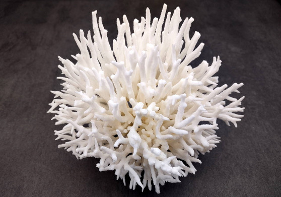 Birdsnest Coral Cluster - Seriatopora Hystrix - (1 coral cluster approx. 5-7 inches). One white branched textured coral set. Copyright 2024 SeaShellSupply.com.
