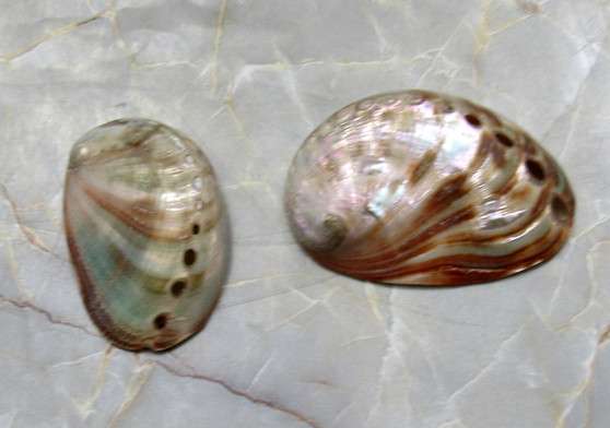 Polished Red Abalone Seashell Haliotis Rufescens (2 shells approx. 1.5+ inches) Polished sea shell amazing for arts & crafts or décor!