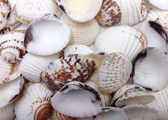 Speckled White Clam Shells - Clycymeris Pectunculus - (approx. 40-50 shells .75-1.5 inches) on dark grey background.  Copyright 2025 SeaShellSupply.com.
