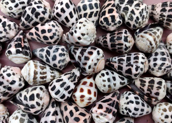 Small Hebrew Cone Seashells Conus Ebraeus (5 shells approx. 0.75+ inches) Small Hebrew Cone shell for arts crafts jewelry & clothing!