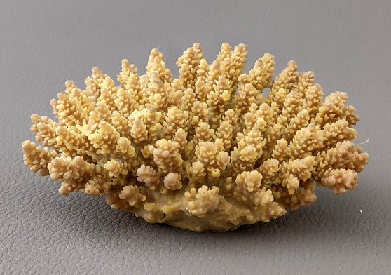 Yellow Stony Coral FAUX Coral - Acropora Millepora - (1 Fake Coral approx. 2Tx4Wx3D inches) Copyright 2022 SeaShellSupply.com.