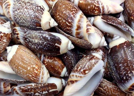 Dark Olive Seashell Assortment (approx. 1 kilogram 65+ shells 2+ inches) Bulk Assorted Dark Olive Shells for coastal crafting & decoration! Copyright 2025 SeaShellSupply.com.