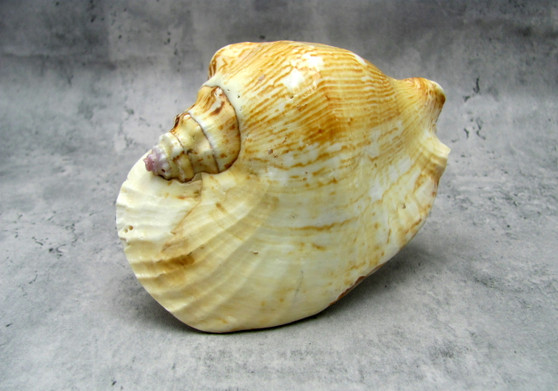 Strombus Pacific Conch - Strombus Latissmus - (1 shell approx. 5-6 inches) on light background Copyright 2022 SeaShellSupply.com.

