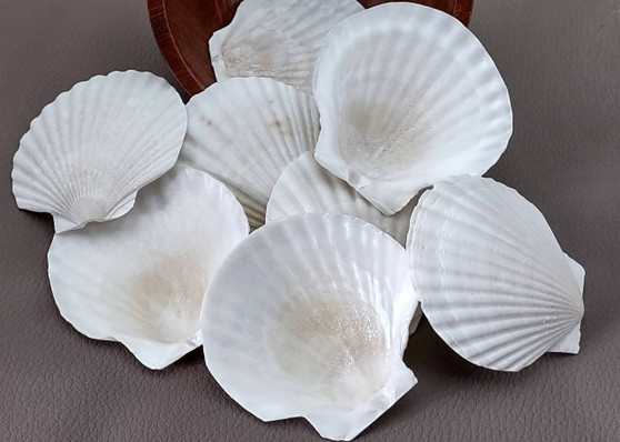 Small Scallop Baking Dish Seashells -  8 shells approx. 2-2.5 inches on dark background. Copyright 2022 SeaShellSupply.com.\n\n