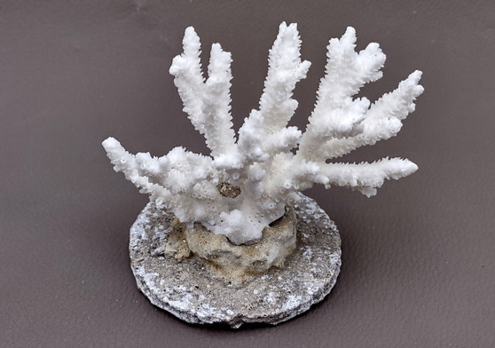 Farmed White Table Coral - (1 table coral approx. 3-4 inches) - Earth friendly, display ready, sustainably grown & sourced! On light background.  Copyright 2022 SeaShellSupply.com.