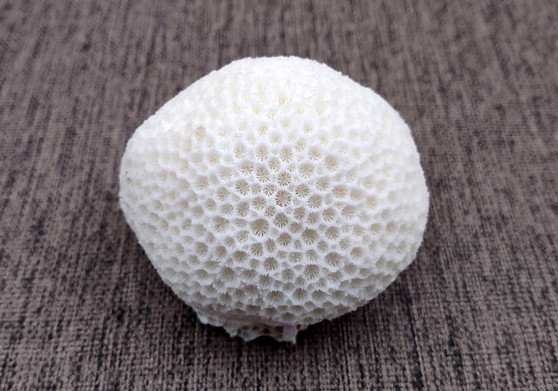 Farm Grown White Brain Coral (1 coral approx. 2+ inches) Earth friendly, display ready, sustainably grown & sourced! Textured round coral, white.  Copy right 2024 SeaShellSupply.com\n