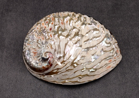 Polished White Midas Abalone - Haliotis Midae - (1 shell approx. 5-6 inches). One white polished abalone shell with an iridescent inside and small spiral. Copyright 2022 SeaShellSupply.com.