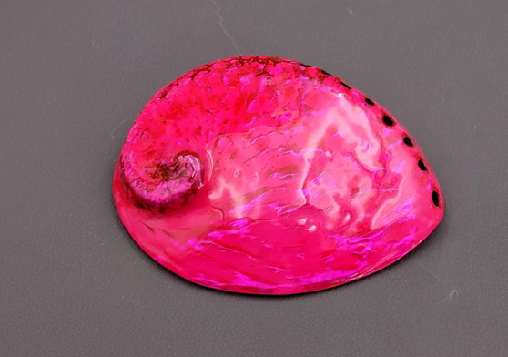 Polished Hot Neon Pink Midas Abalone - Haliotis Midae - (1 shell approx. 5-6 inches). One pink spiral glazed shell with wide opening and small spiral off to one side. Copyright 2022 SeaShellSupply.com.