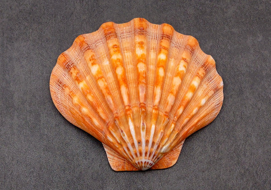 Polished Orange Lions paw scallop Pecten Subnodosus - (1 scallop approx. 5 inches). One polished orange tinted ribbed wide opened shell. Copyright 2022 SeaShellSupply.com.