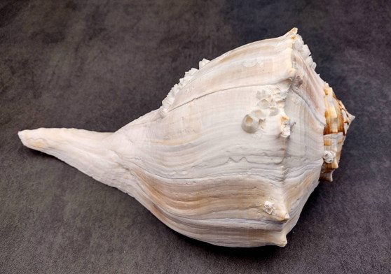 Image of large gorgeous Left Handed Streaked Knobbed Whelk. Ranging in color from creamy tan to gray and even purple.  Copyright 2024 SeashellSupply.com