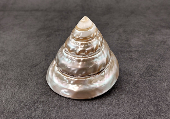 Pearlized Trochus Seashell Trochus Niloticus (1 shell approx. 3 - 4 inches) B GRADE. One glossy silver, white, ivory Pearlized Conical sea shell. Copyright 2024 SeaShellSupply.com