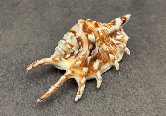 Large Scorpion Spider Conch Seashell Lambis Scorpio (1 shell approx. 3+ inches) B GRADE. One white, orange, brown conch shell with spines growing from mouth. Copyright 2024 SeaShellSupply.com