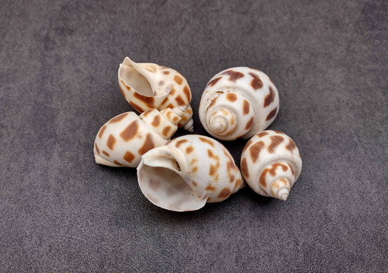 Areola Babylon Seashells Babylonia Areolata (5 shells approx. 1.5 inches). Five speckle patterned conical shells. White with orange brown spots. Copyright 2024 SeaShellSupply.com