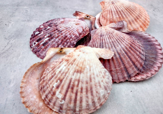 Cloak Scallop Pecten Seashell Pairs Pecten Pallium (3 pairs approx. 2+ inches). Purple, white and orange  scallop shell pairs. Copyright 2024 SeashellSupply.com