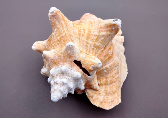 Photo of Queen Pink Conch Seashell Slit Back Strobus Gigas (1 shell approx. 7+ inches). Copyright 2024 SeashellSupply.com