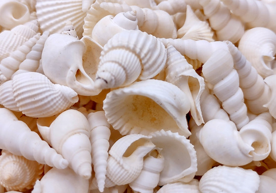 Photo of Small White Assorted Seashell Mix (approx. 1 kilogram assorted shells 0.50+ inches) copyright 2024 SeashellSupply.com