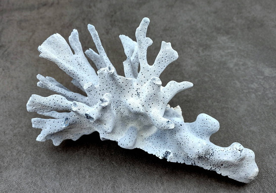 Photo of a large blue ridge coral fragment. Light blue. About three and one half inches long. Copyright 2024 SeashellSupply.com
