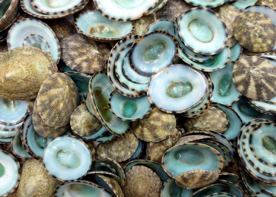 Green Limpet Seashells Sutorria Mesoleuca (1 cup approx. 240+ shells 0.5+ inches) Copyright 2025 SeaShellSupply.com