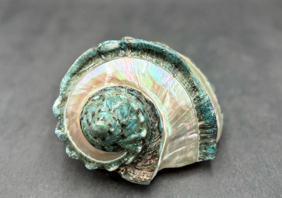 Giant Banded Turbo Shell Turbo Marmoratus (1 shell approx. 7+ inches) Perfect shells for coastal decor, & collections! Spiral green ombre shell with lining around the spiral and down on the edges. Copy right 2025 SeaShellSupply.com