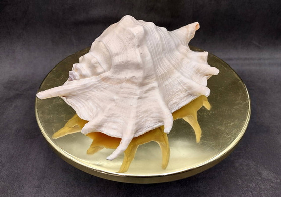 貝殻 約8.2cm Giant Spider Conch Seashell XL Lambis Truncata (1 shell approx. 8+