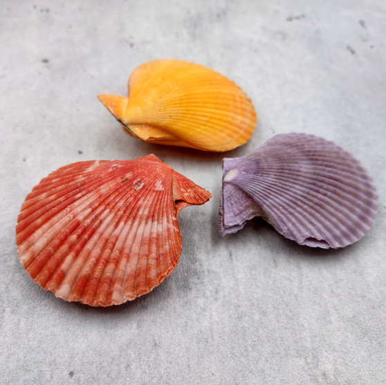 Noble Scallop Seashell Pairs Assorted Colors (3 shell pairs approx. 2+ inches) Pecten Nobilis Shells for crafting decoration & display! Copyright 2026 SeaShellSupply.com.