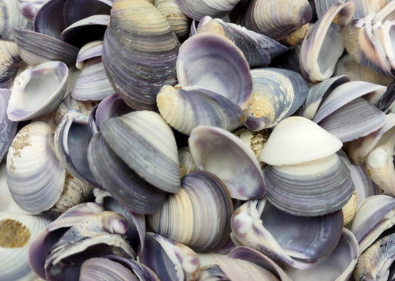 Purple Violet Clam Seashell Halves Macta Violacea (approx. HALF cup 50+ shells 0.75+ inches) Purple Clam shells for collecting & crafting! Copyright 2025 SeaShellSupply.com.