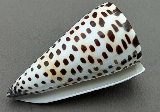 Lettered/Alphabet Cone Seashell - Conus Litteratus - (1 shell approx. 3-4 inches). one multi row and spotted shell. Copyright 2022 SeaShellSupply.com.