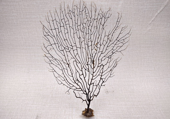 Black Sea Fan Corals Dried Gorgonia Ventalina (1 fan approx. 10+ inches) Copyright 2024 SeashellSupply.com