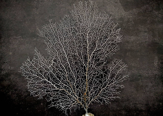 White Sea Fan Coral (1 fan approx. 10-11+ inches) Adorable sea fan for any coastal projects or as a collection addition!