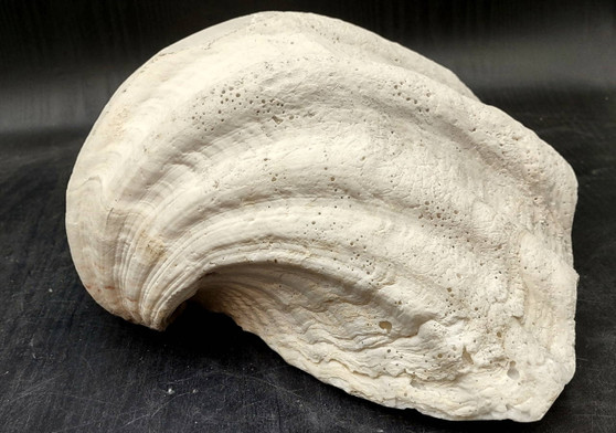 Giant clam shell individual specimen. Copyright 2024 SeashellSupply.com