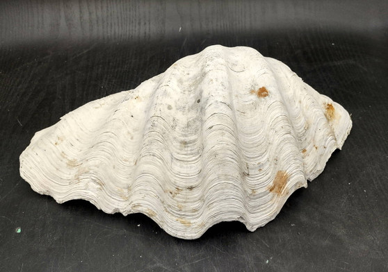 Giant Clam Seashell Half Tridacna Gigas (1 half shell approx. 13L