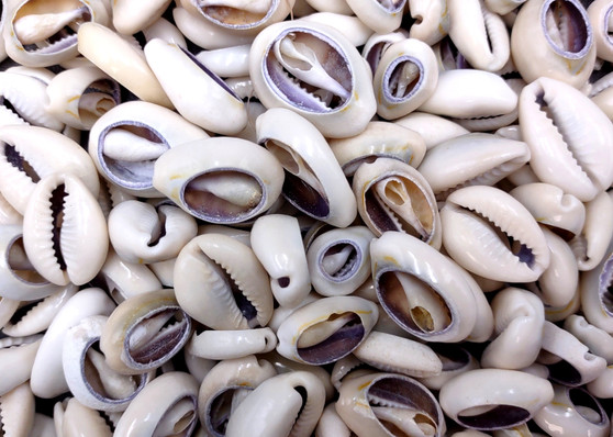 Cut Top Purple Top Cowrie (Approx. half cup 55+ shells 0.5+ inches) Sliced shells for crafting & display! Tan and purple small shells, perfect for jewelry making. Copyright 2025 SeaShellSupply.com Cut Top Purple Top Cowrie (Approx. half cup 55+ shells 0.5+ inches) Sliced shells for crafting & display! Tan and purple small shells, perfect for jewelry making. Copyright 2025 SeaShellSupply.com