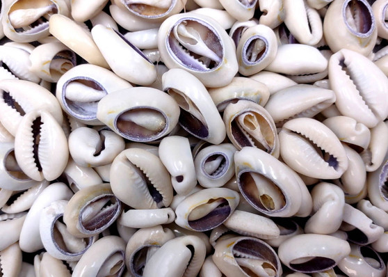 Cut Top Purple Top Cowrie (Approx. half cup 55+ shells 0.5+ inches) Sliced shells for crafting & display! Tan and purple small shells, perfect for jewelry making. Copyright 2025 SeaShellSupply.com