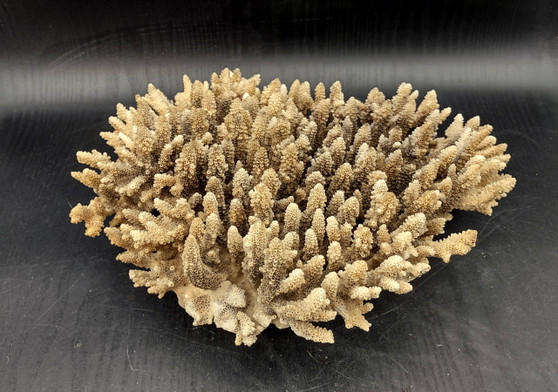 Image of Off White Natural Table Coral Large Cluster Acropora Latistella (1 coral approx. 12L x 4H x 10D inches) Copyright 2024 SeashellSupply.com