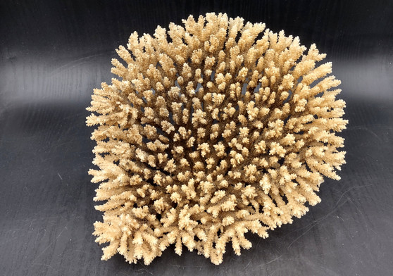 Image of Off White Natural Table Coral Large Cluster Acropora Latistella (1 coral approx. 10L x 6H x 10D inches) Copyright 2024 SeashellSupply.com