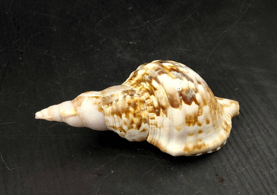 Caribbean Triton Seashell Charonia Tritonis (1 shell approx. 5+ inches) B GRADE Perfect shells for coastal crafting decor & collections! longer spiral brown and white spotted shell. Copyright 2024 SeaShellSupply.com\n