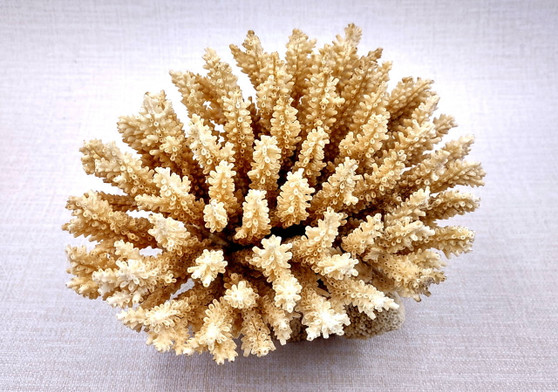 Off White Natural Table Coral Cluster Acropora Latistella (1 coral approx. 5-6+ inches) For home decor display & collecting! Natural colored spiked flayed open textured coral. Copy right 2024 SeaShellSupply.com\n