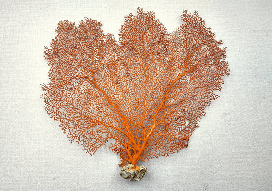 Red Orange Sea Fan Coral Echinogorgia SP (1 fan approx. 12-13+ inches) Adorable sea fan for any coastal projects or a collection addition! Copyright 2025 SeaShellSupply.com.