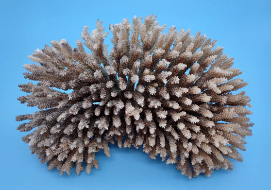 Off White Natural Table Coral Cluster Acropora Latistella (1 coral approx. 9-10+ inches) Textured beige and tan natural coral that has been adjusted with flat base for display purposes.  Copyright 2024 SeaShellMartSupply.com