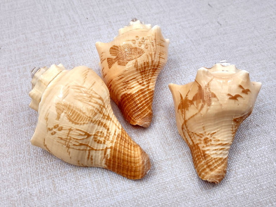 Image of Carved Conch Seashell Decorative Set Of Seahorse Fish And Sunset (3 shells approx. 3+ inches) Conch shell great for coastal crafting & gifting! Copyright 2024 SeaShellSupply.com