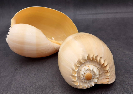 Large Crowned Baler Seashell Tan Voluta Diadema (1 shell approx. 7 ...